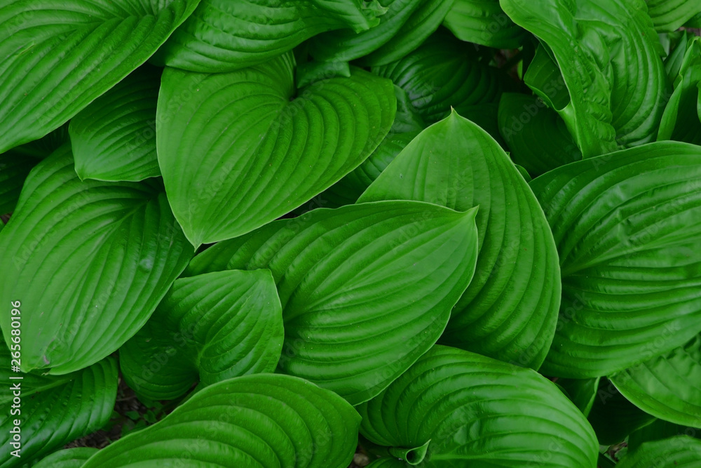 background with green leaves background with green leaves