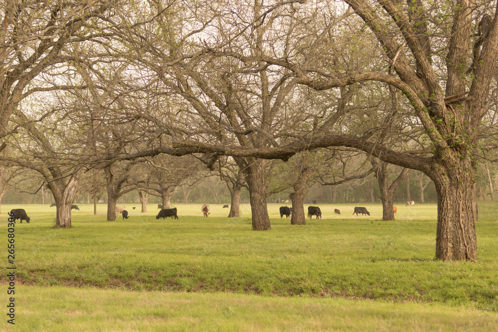 Cattle grazing among Pecan trees Cattle grazing among Pecan trees