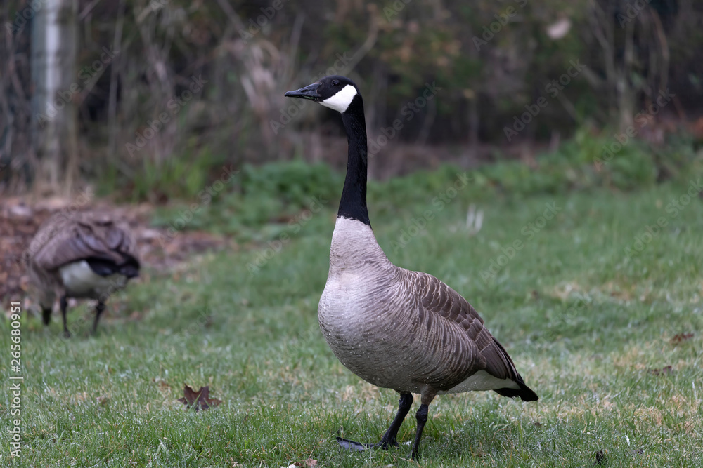 Canada Goose, Branta canadensis on the meadow in north Wisconsin Canada Goose, Branta canadensis on the meadow in north Wisconsin
