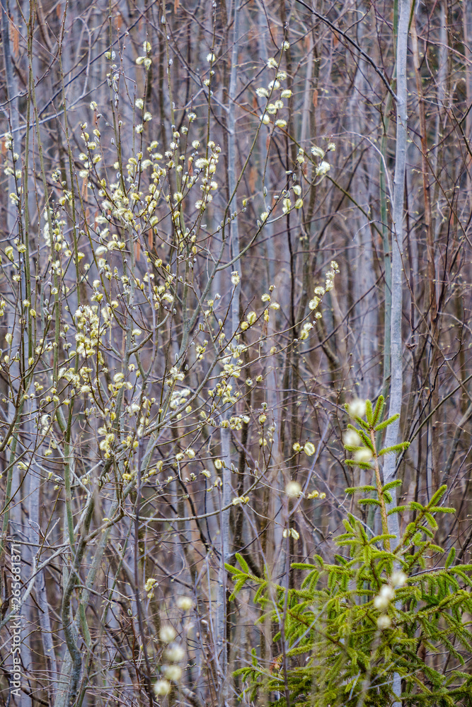 naked tree branches in early spring with no leaves on grey day naked tree branches in early spring with no leaves on grey day