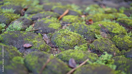 Moss covering cobblestones in the tropical garden, Guatemala