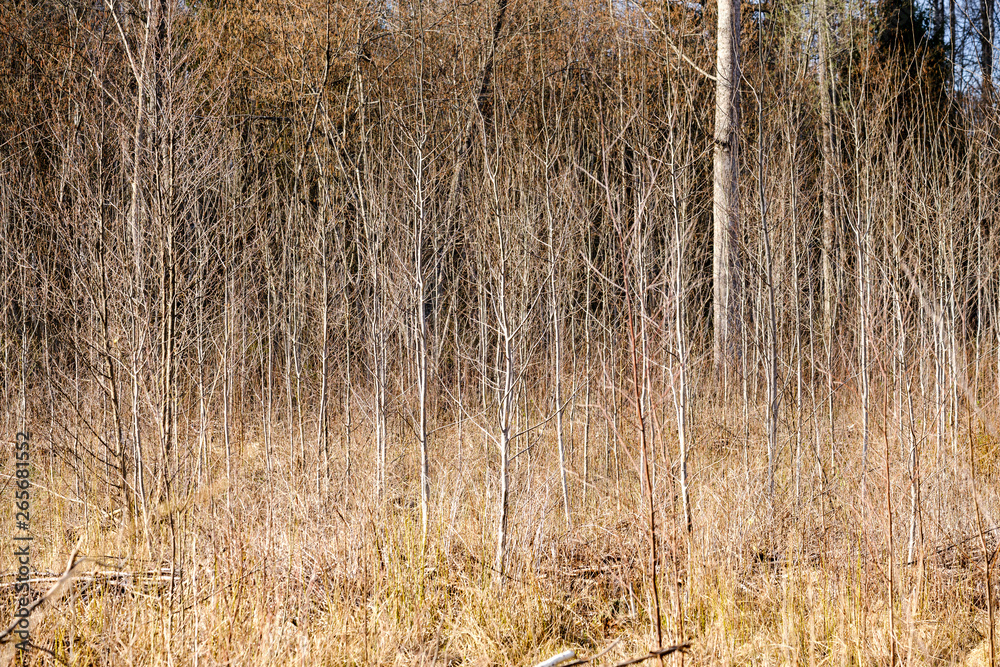 Fototapeta premium naked tree branches in early spring with no leaves on grey day