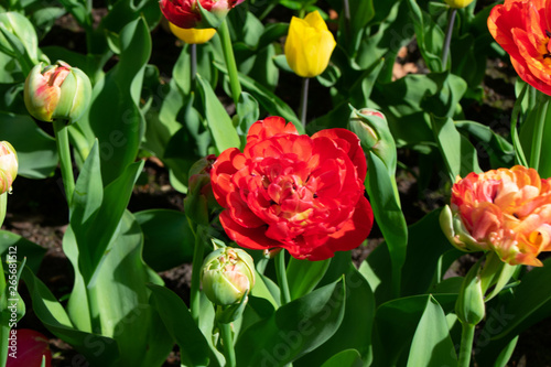 Rote leinblättrige Tulpe