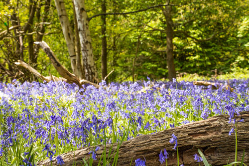 Close up of n old log in a forest surrounded by bluebells