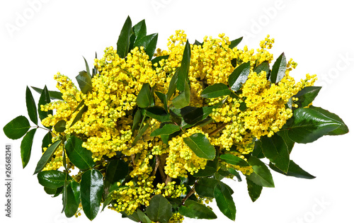  Bouquet of mahonia sprigs with yellow flowers isolated on a white background