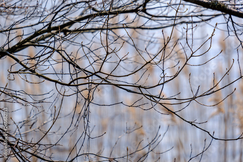 spring tree branches with small fresh leaves over water body background with reflections
