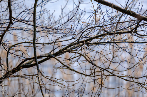 spring tree branches with small fresh leaves over water body background with reflections