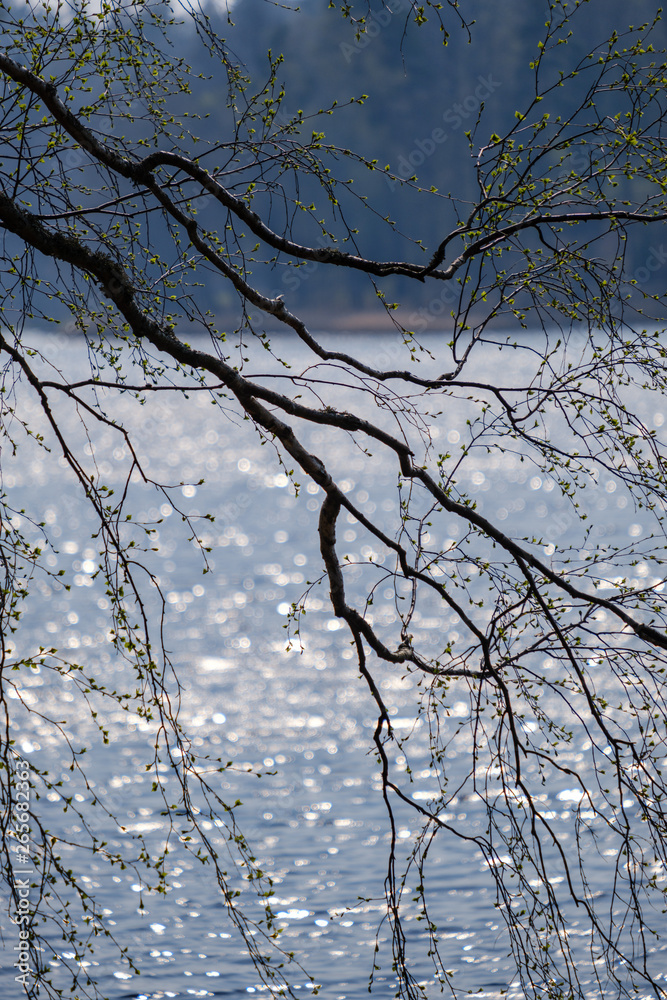 spring tree branches with small fresh leaves over water body background with reflections spring tree branches with small fresh leaves over water body background with reflections