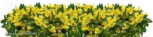  A row of twigs of mahonia with yellow flowers isolated on a white background photo