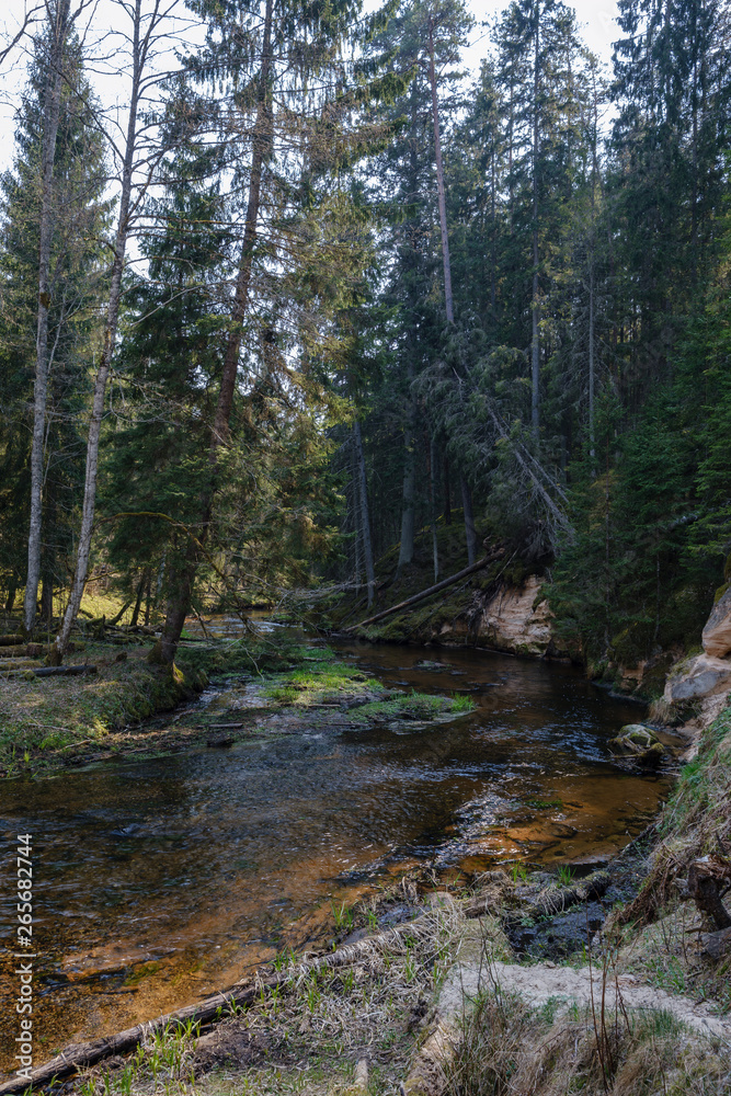 rock covered river bed in forest with low water level rock covered river bed in forest with low water level