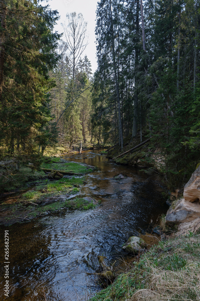 rock covered river bed in forest with low water level