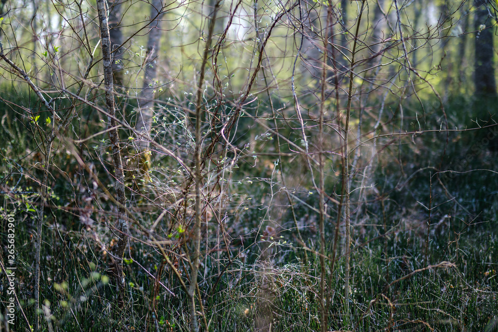 fresh green forest trees in spring fresh green forest trees in spring
