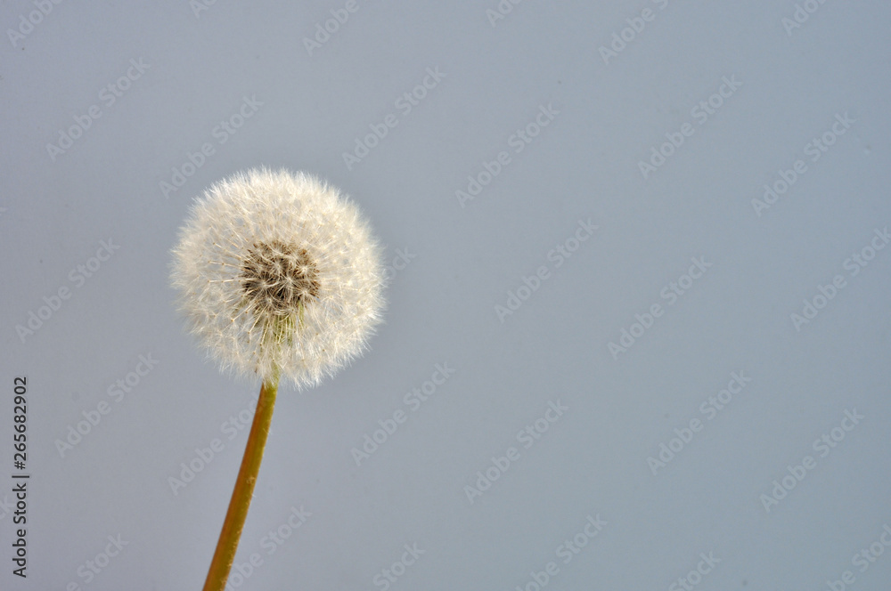 Obraz premium gentle spring dandelion in the rays of the setting sun on a vivid background