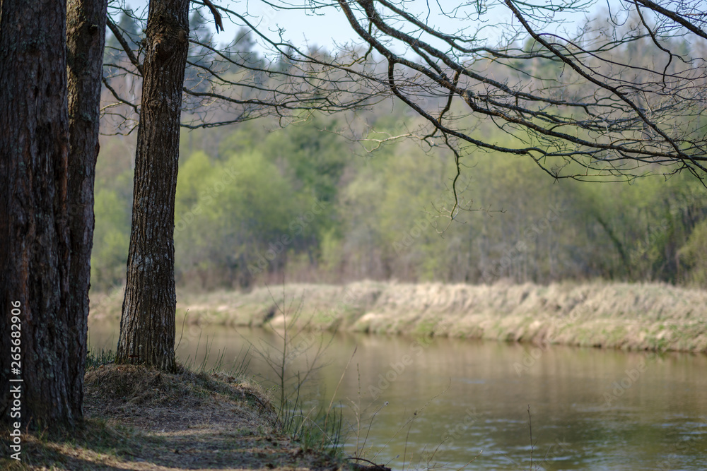spring tree branches with small fresh leaves over water body background with reflections spring tree branches with small fresh leaves over water body background with reflections
