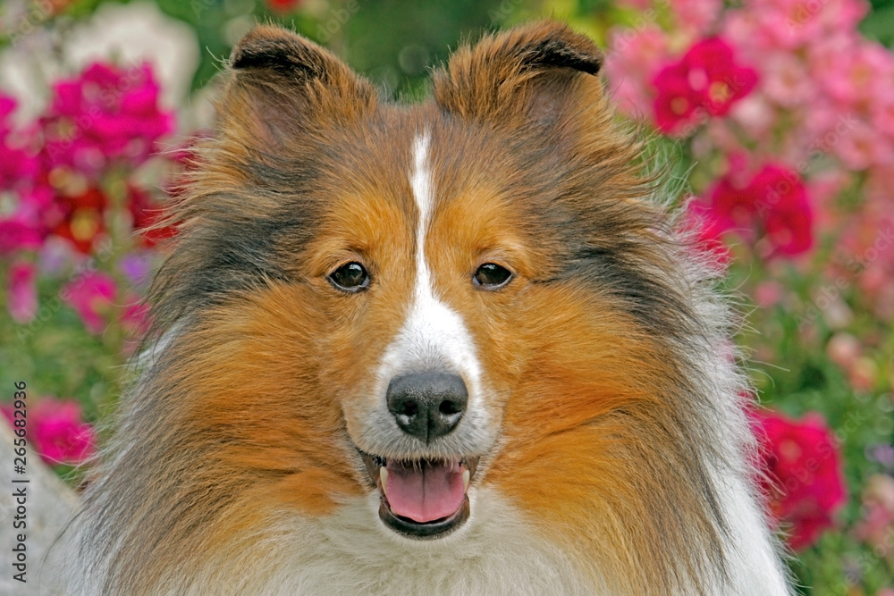 Close up Portrait of beautiful Shetland Sheepdog looking at camera. Close up Portrait of beautiful Shetland Sheepdog looking at camera.