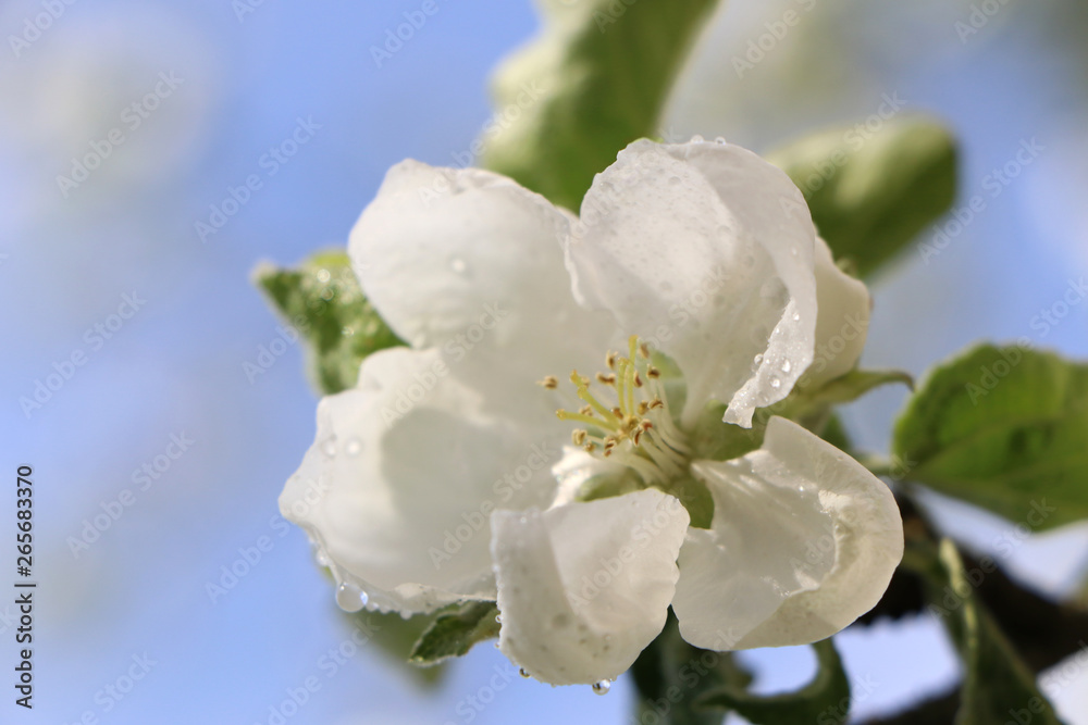 Blooming apple tree branch with water drops after rain Blooming apple tree branch with water drops after rain