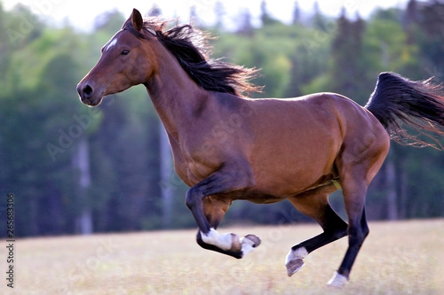 Bay Arabian Mare galloping in meadow.