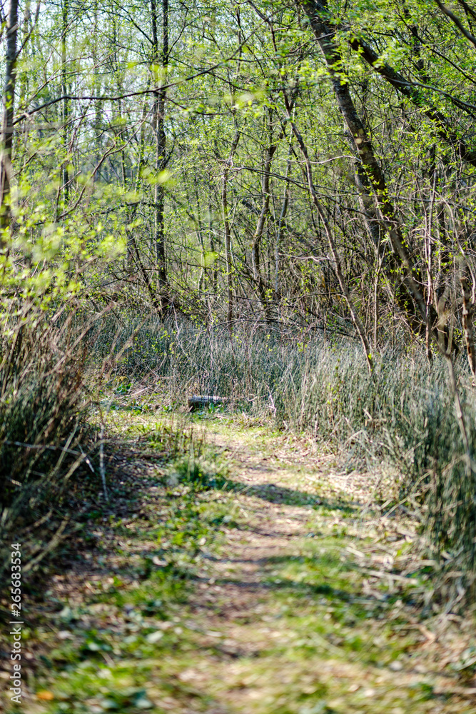 fresh green forest trees in spring fresh green forest trees in spring