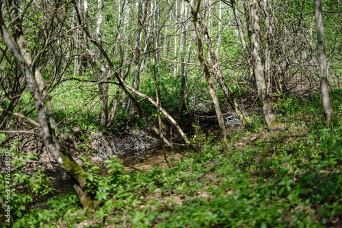 rock covered river bed in forest with low water level