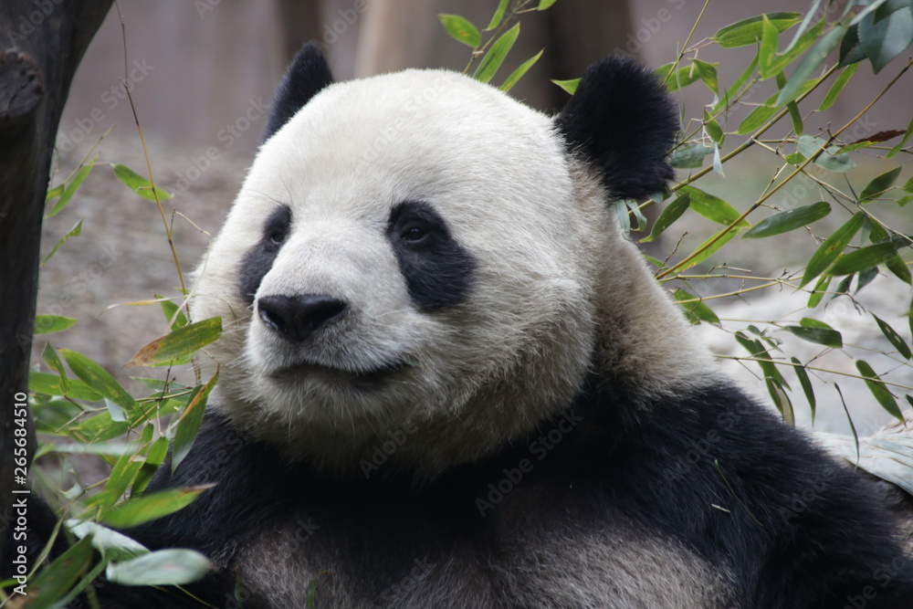 Fototapeta premium Close up Round Face Panda 