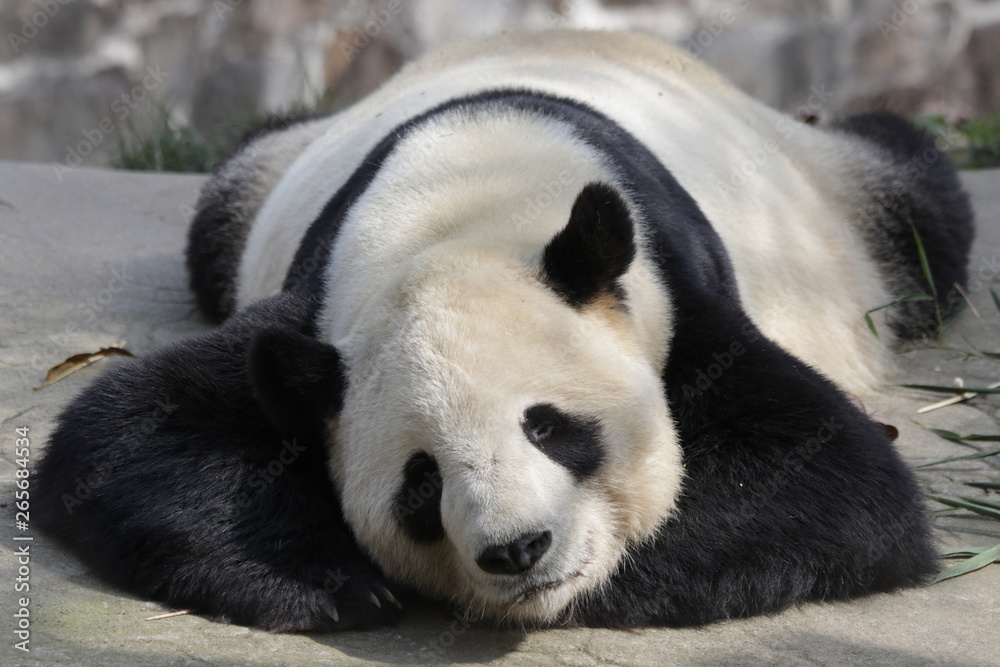 Close up Sleeping Giant Panda Close up Sleeping Giant Panda