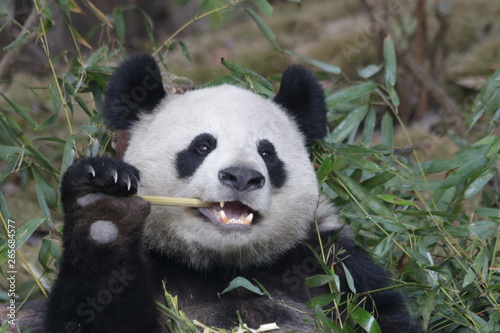 Fototapeta Naklejka Na Ścianę i Meble -  Happy Fluffy Panda is Eating Bamboo, Chengdu, china