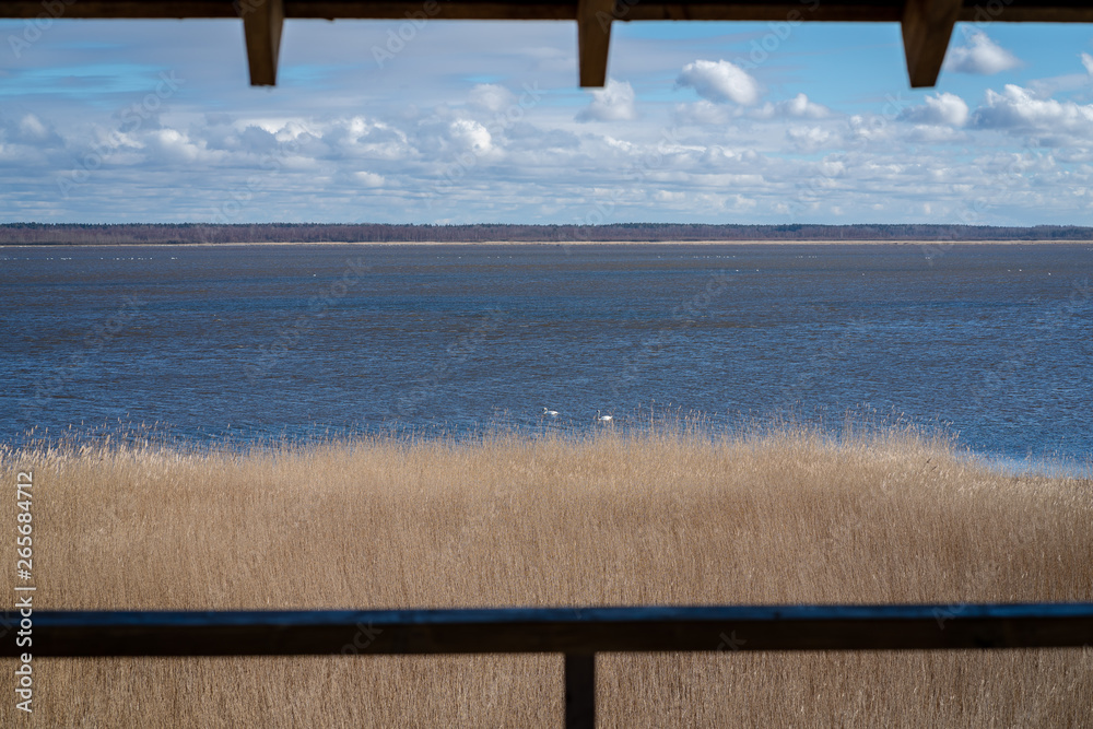 Obraz premium a large lake with many white swans, two visible near the rushes, a natural landscape with a lake and interesting clouds in the blue sky