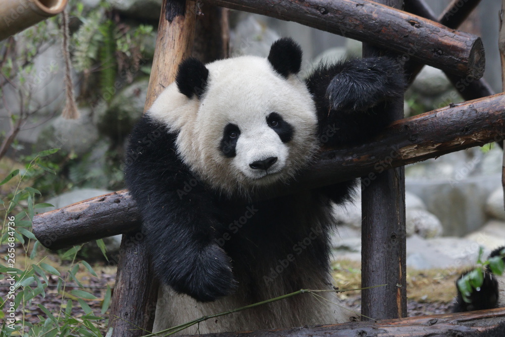 Cute Round Face Panda is Sleeping , Chengdu, China