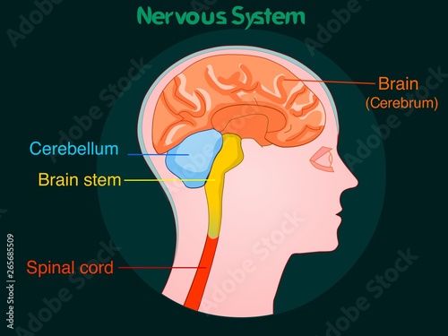 Nervous system. Brain anatomy. Side view of colored organs. For education, annotated central nervous system. 2d drawing vector illustration.