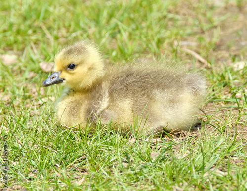 Gosling in the grass © Robert