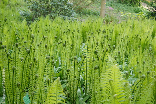Fototapeta fern growth up