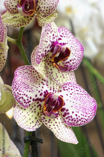 Flowers background. Phalaenopsis  bicolor white and purple orchid from Orchidaceae family plants  close up view