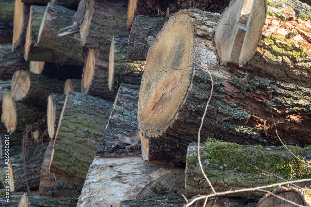 Frisch geschlagene Baumstämme im Wald aufgestapelt zu großen Stapeln, markiert und bereit zur Abholung Frisch geschlagene Baumstämme im Wald aufgestapelt zu großen Stapeln, markiert und bereit zur Abholung