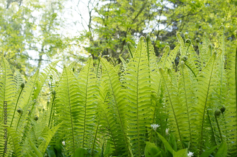 Fototapeta premium fern