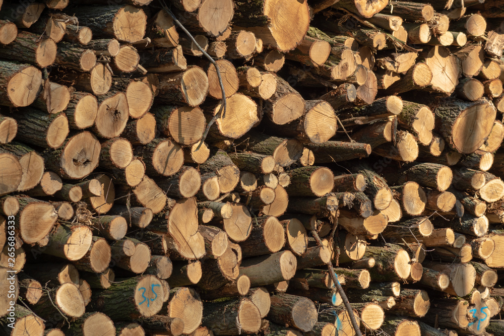Frisch geschlagene Baumstämme im Wald aufgestapelt zu großen Stapeln, markiert und bereit zur Abholung Frisch geschlagene Baumstämme im Wald aufgestapelt zu großen Stapeln, markiert und bereit zur Abholung
