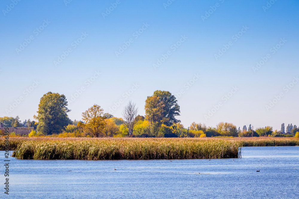 River with thickets of cane and trees under the blue sky_ River with thickets of cane and trees under the blue sky_