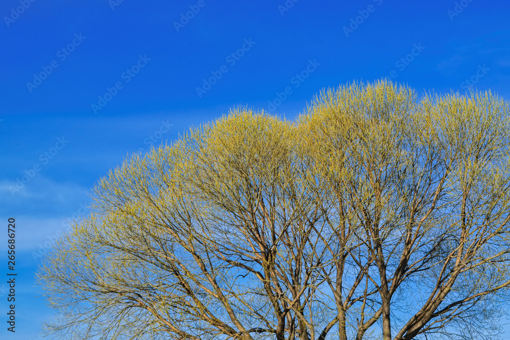 The crown of a tree with full buds against the blue spring sky. The crown of a tree with full buds against the blue spring sky.