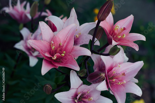 Beautiful pink lily flower in the garden