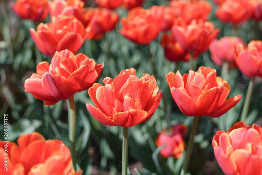 Blooming red orange tulips inside a park Blooming red orange tulips inside a park