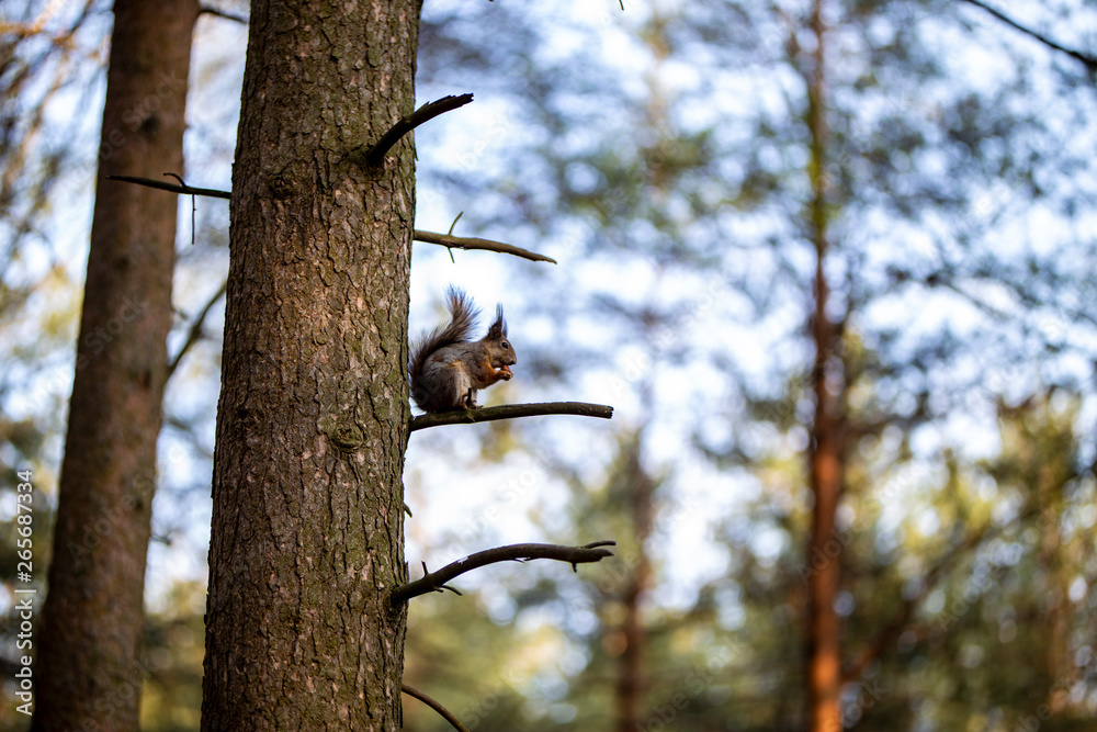 squirrel eats nuts on a tree.