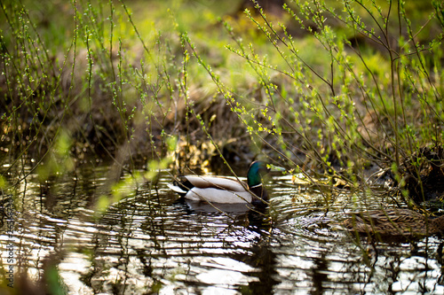 Ducks floating on the river channel. © Ксения Коломенская