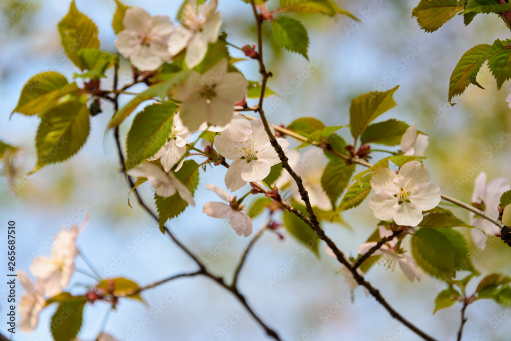Cherry blossom in spring in the park. Close up Cherry blossom in spring in the park. Close up