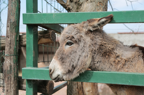 Portrait of a donkey on farm