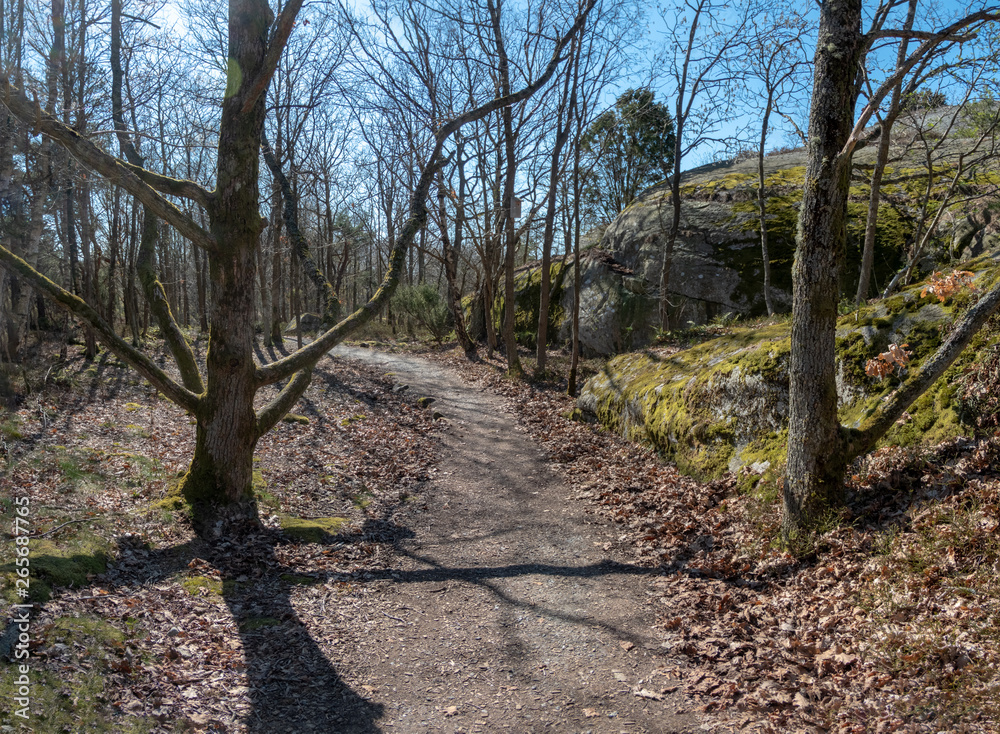 Fototapeta premium Styrso island forest