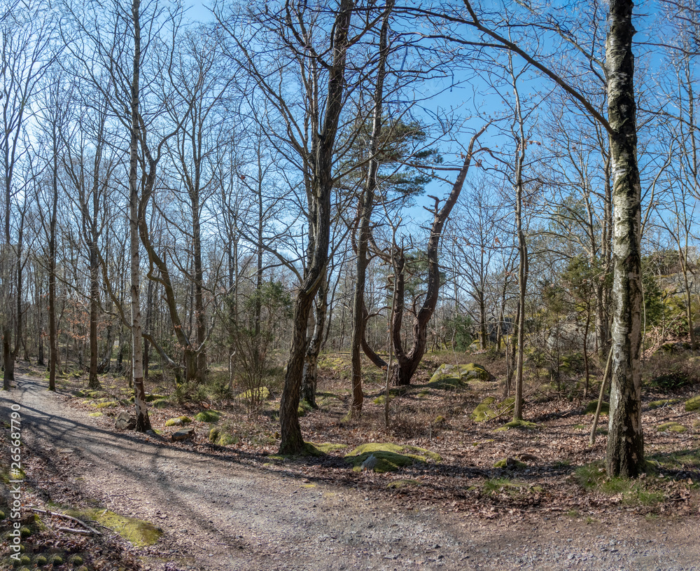 Fototapeta premium Styrso island forest