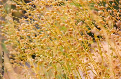 Fotografi Camelina Sativa plants with ripe seeds on the plantation
