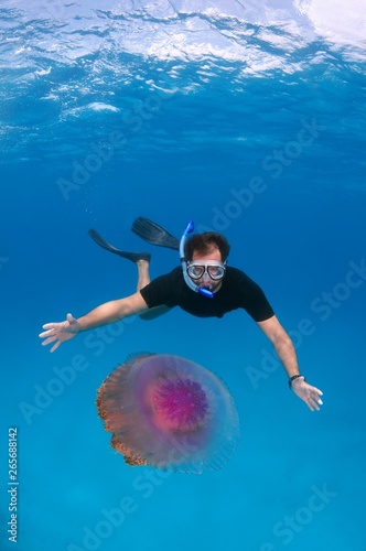 Snorkler looking at Cauliflower Jellyfish or Crown Jellyfish (Cephea cephea) Indian Ocean, Maldives, Asia photo