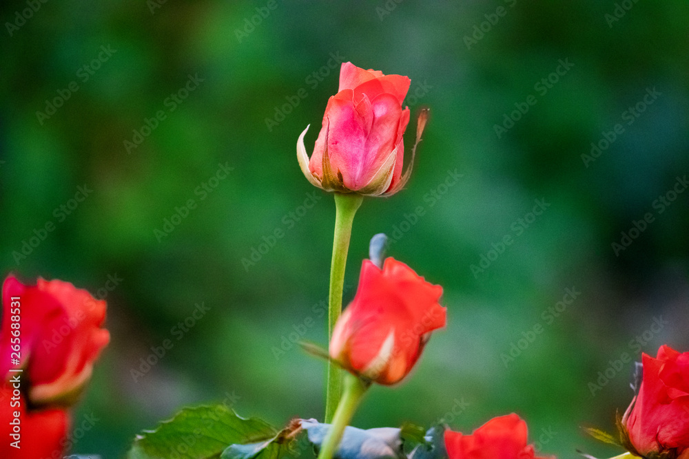 roses on a lush bush in a greenhouse