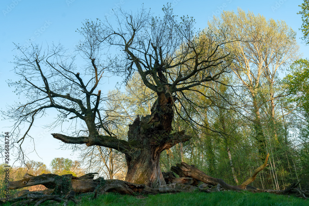 400 Jahre alte Stiel Eiche ( Quercus robur ) bei Sonnenuntergang im Schlosspark Sacrow in Potsdam - Naturdenkmal und geschützt