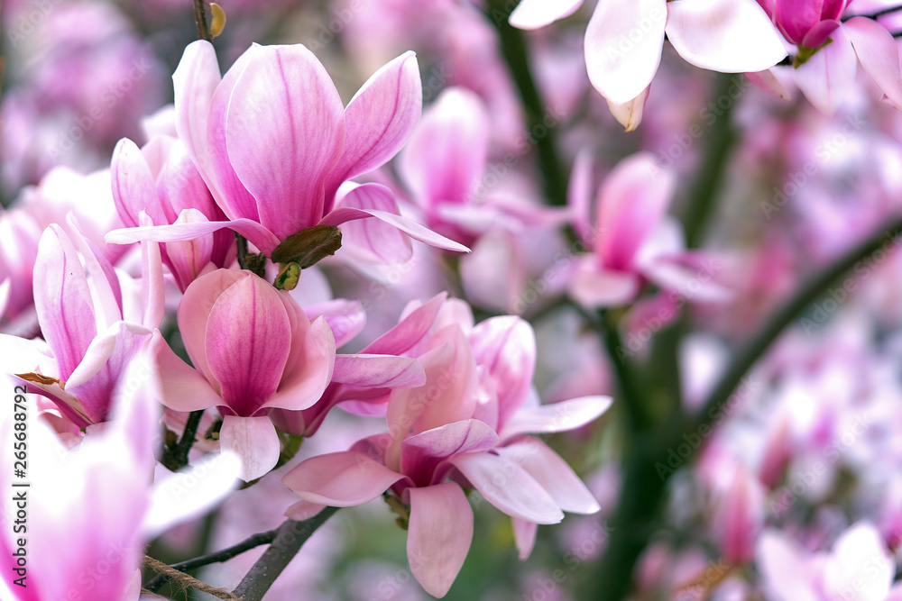 magnolia, pink flowers in the garden